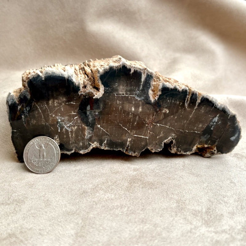 Petrified Wood (Sandoval Co., New Mexico)