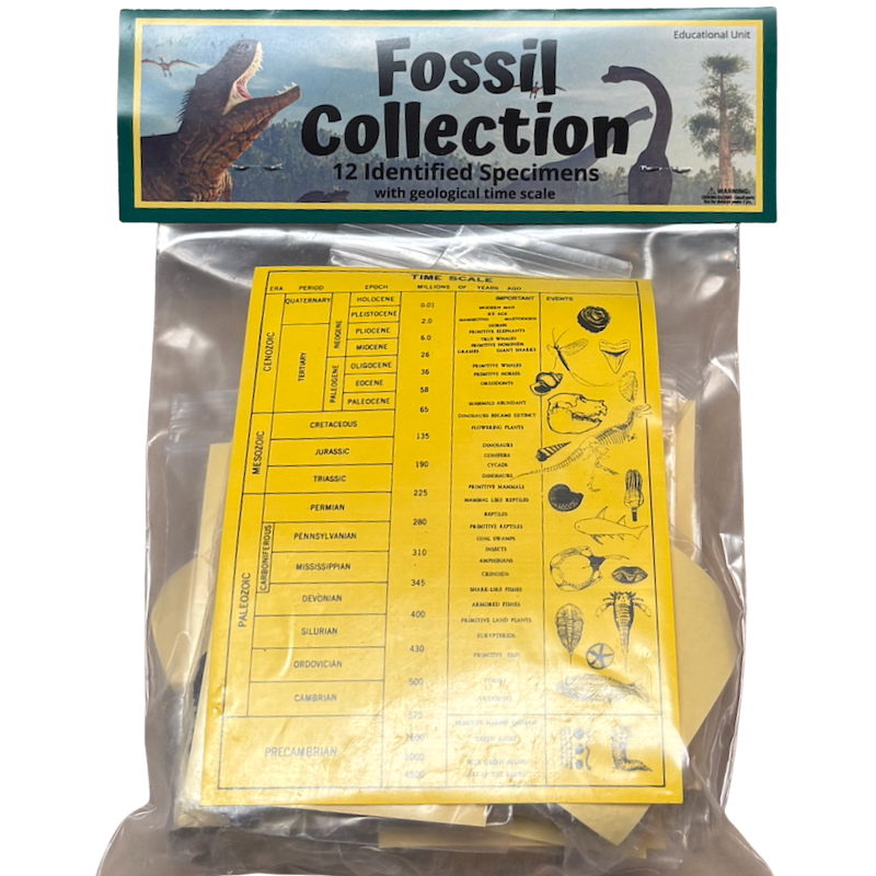 Fossil Collection Kit