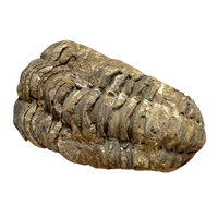 Fossil Trilobite Calymene (Carboniferous, Morocco)