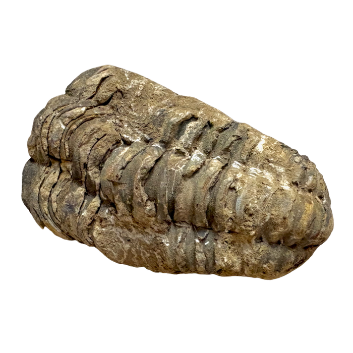 Fossil Trilobite Calymene (Carboniferous, Morocco)