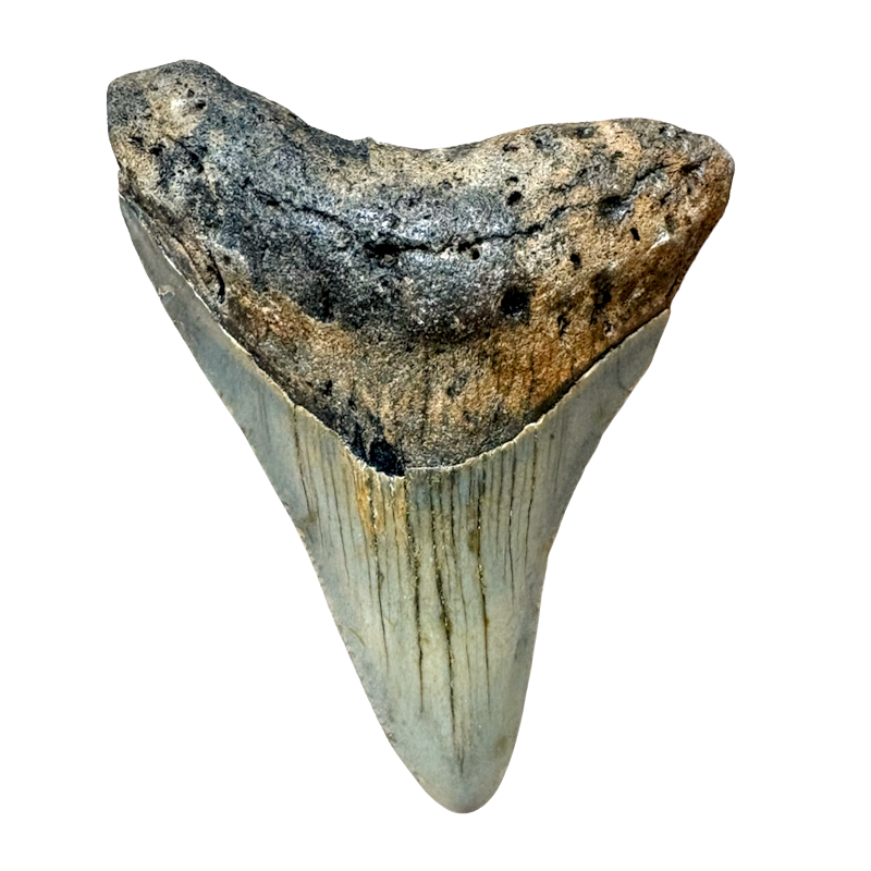 Megalodon Shark Tooth (Miocene, South Carolina)