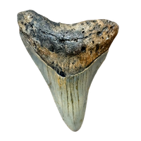 Megalodon Shark Tooth (Miocene, South Carolina)