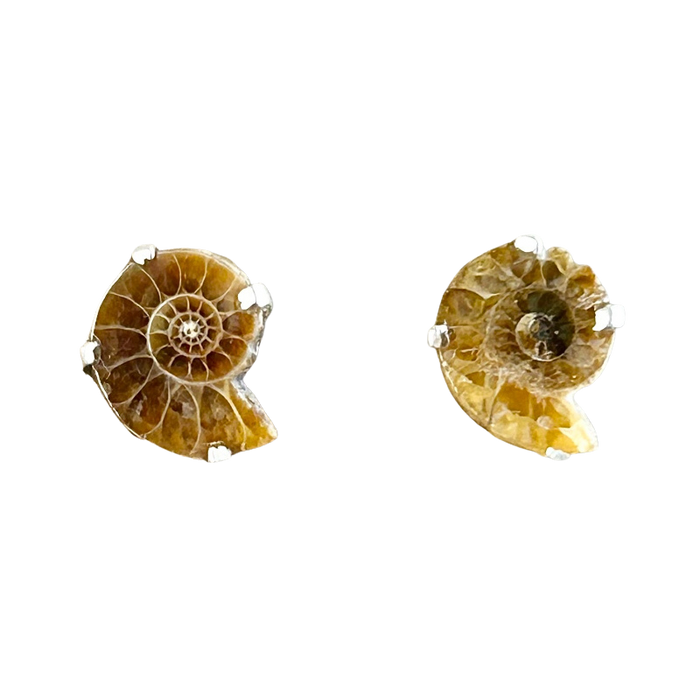Ammonite Slice Post Earrings