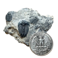 Fossil Trilobite Elrathia (Cambrian, Utah)