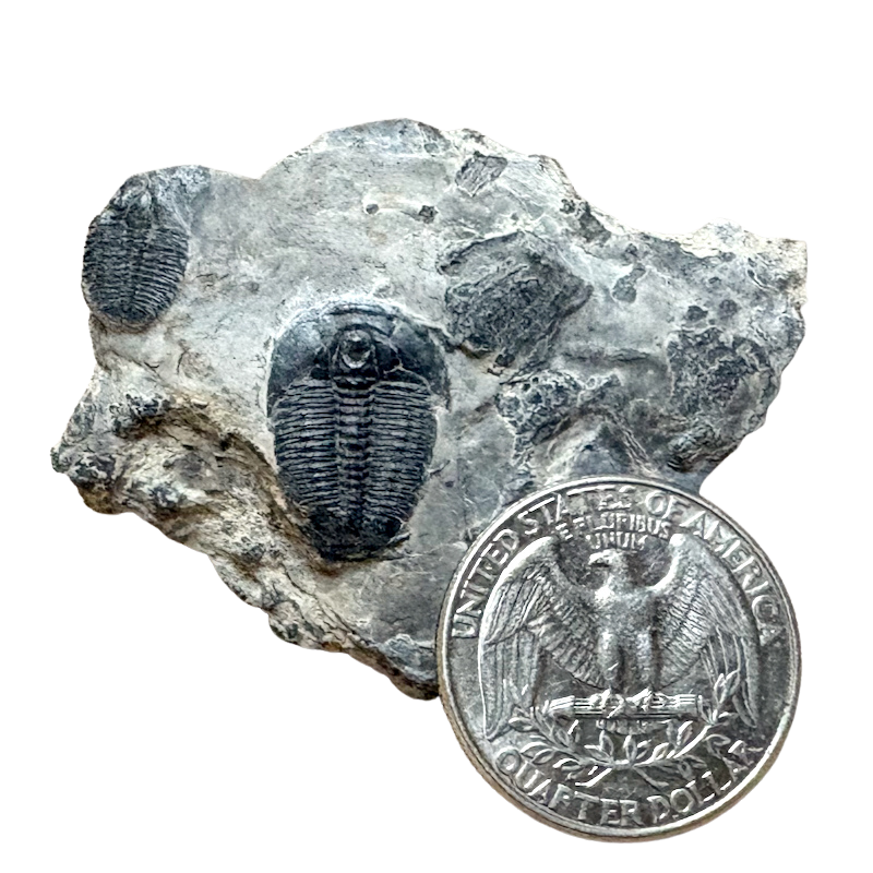 Fossil Trilobite Elrathia (Cambrian, Utah)