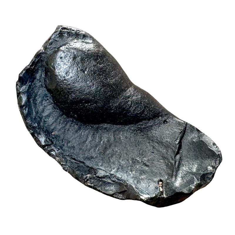 Fossil Whale Middle Earbone (Miocene)