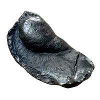 Fossil Whale Middle Earbone (Miocene)