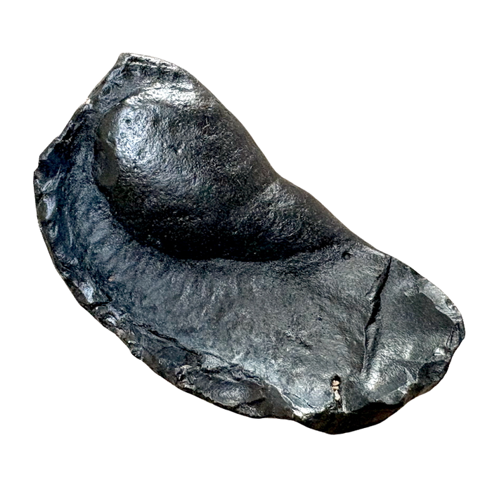 Fossil Whale Middle Earbone (Miocene)