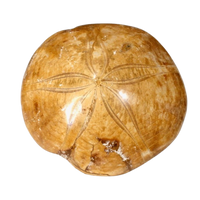 Fossil Echinoid Sand Dollar Plesiolampas (Madagascar)