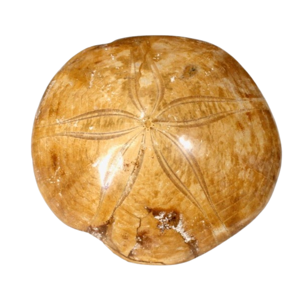 Fossil Echinoid Sand Dollar Plesiolampas (Madagascar)