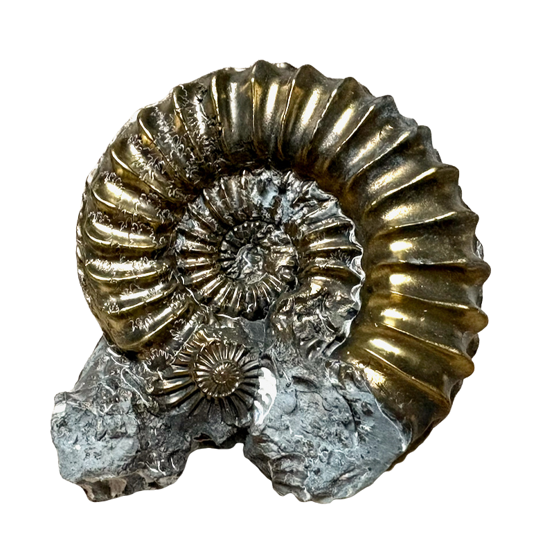 261383 Ammonite, Pleuroceras, Pyritized (Jurassic, Germany)