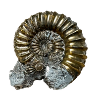 261383 Ammonite, Pleuroceras, Pyritized (Jurassic, Germany)
