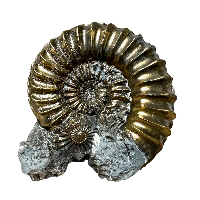 Ammonite, Pleuroceras, Pyritized (Jurassic, Germany)