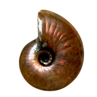 Ammonite, "Red" (Cretaceous, Madagascar)