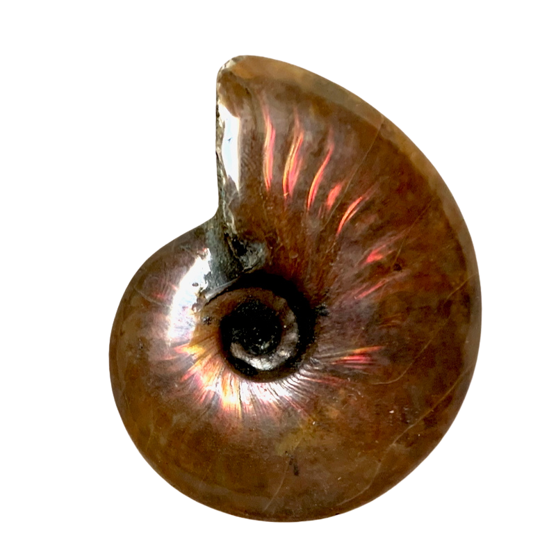 Ammonite, "Red" (Cretaceous, Madagascar)