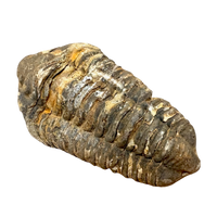Fossil Trilobite Calymene (Carboniferous, Morocco)