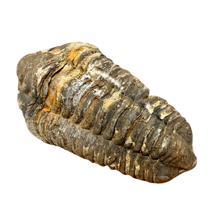 Fossil Trilobite Calymene (Carboniferous, Morocco)