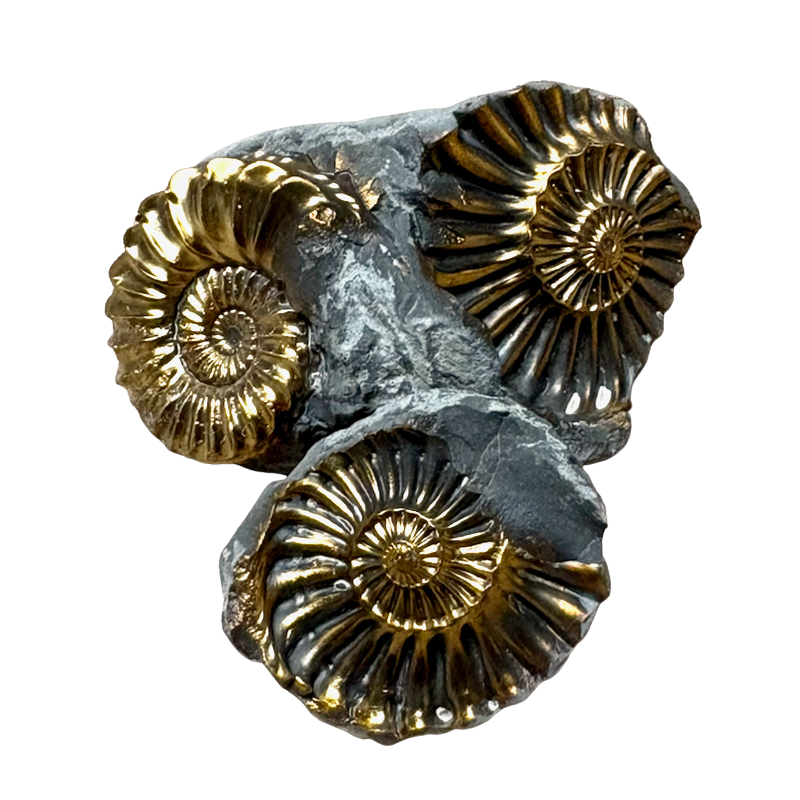 Ammonite, Pleuroceras, Mold-Cast Pair (Jurassic, Germany)
