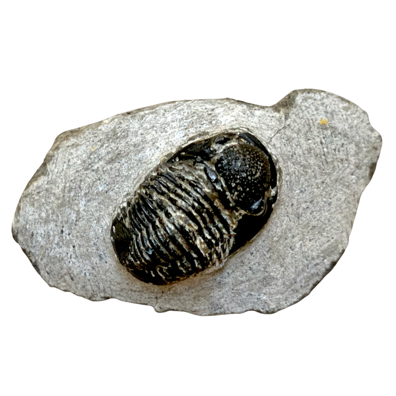Fossil Trilobite Phacops (Devonian, Morocco)