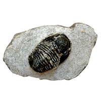 Fossil Trilobite Phacops (Devonian, Morocco)