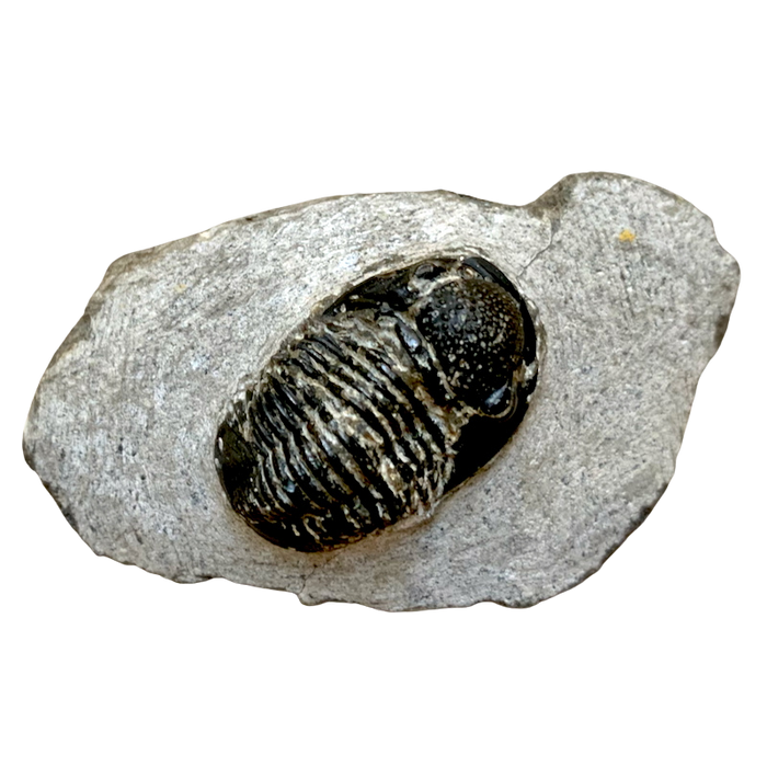 Fossil Trilobite Phacops (Devonian, Morocco)