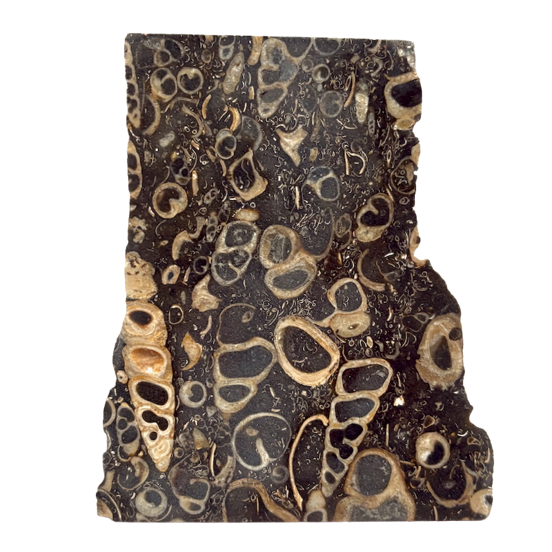 Fossil "Crawstone" Limestone Slice (Mexico)