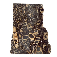 Fossil "Crawstone" Limestone Slice (Mexico)