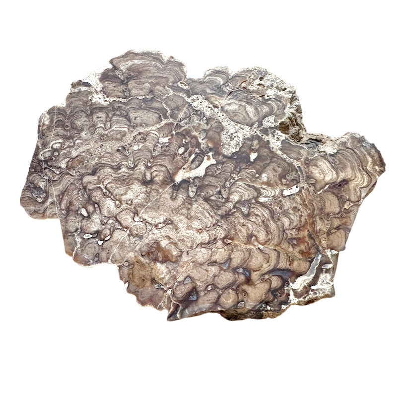 Stromatolite (Utah)