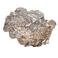 Stromatolite (Utah)