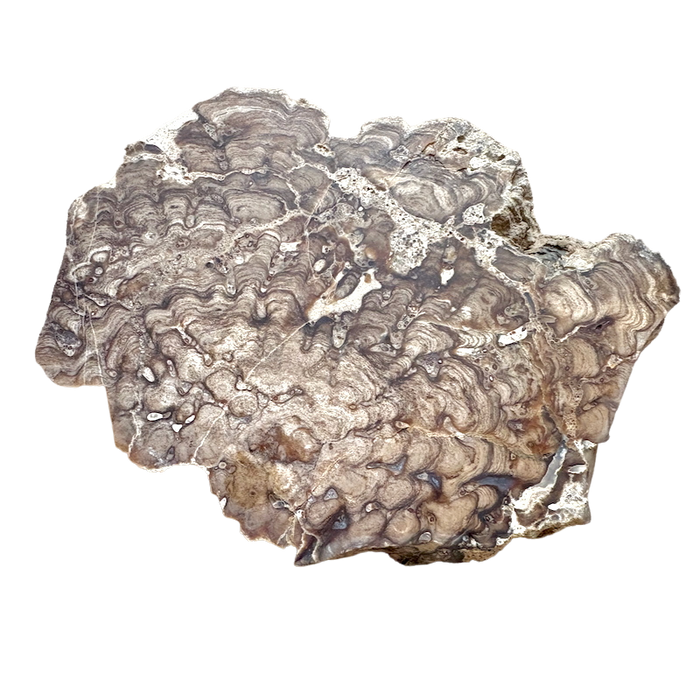 Stromatolite (Utah)