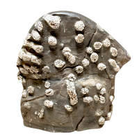 Fossil Tabulate Coral (Devonian, Nevada)
