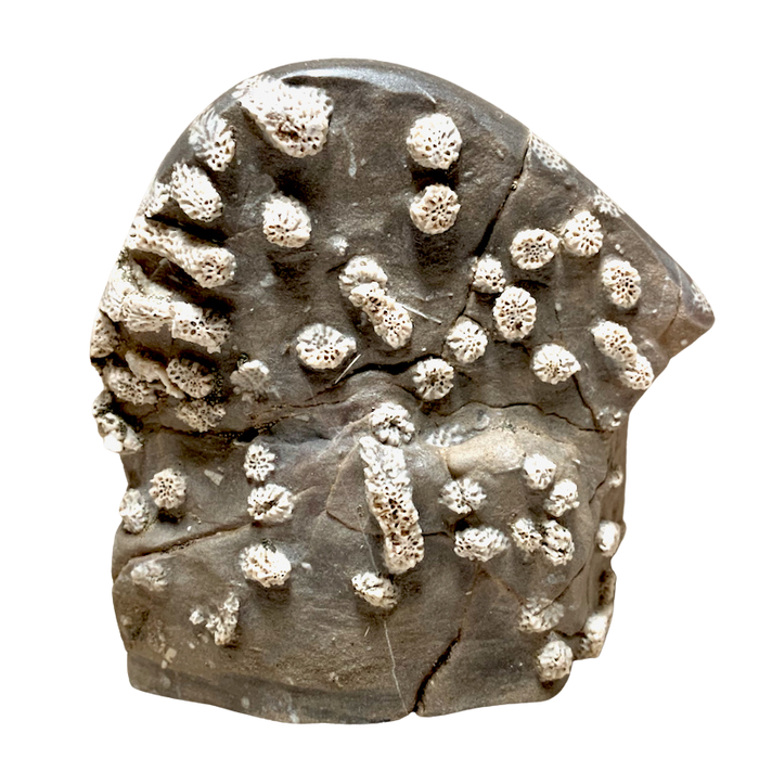 Fossil Tabulate Coral (Devonian, Nevada)