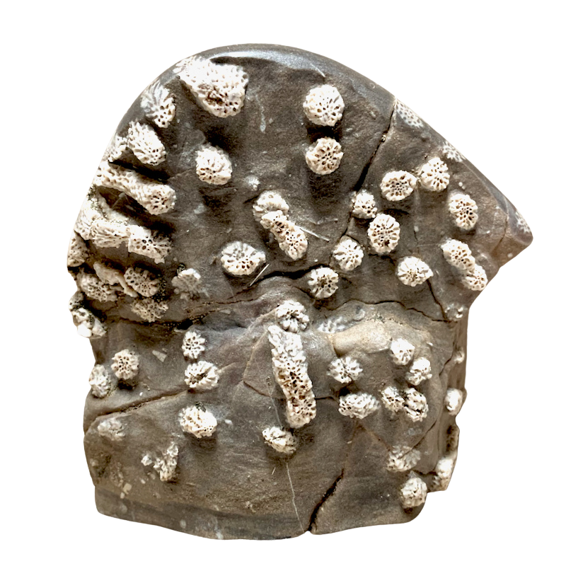 Fossil Tabulate Coral (Devonian, Nevada)