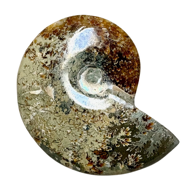 Ammonite, Cleoniceras (Cretaceous, Madagascar)