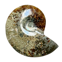 Ammonite, Cleoniceras (Cretaceous, Madagascar)