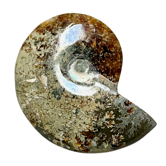 Ammonite, Cleoniceras (Cretaceous, Madagascar)