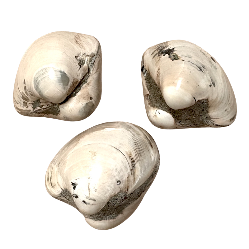 Fossil Bivalve Mollusc (Morocco)