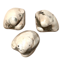 Fossil Bivalve Mollusc (Morocco)