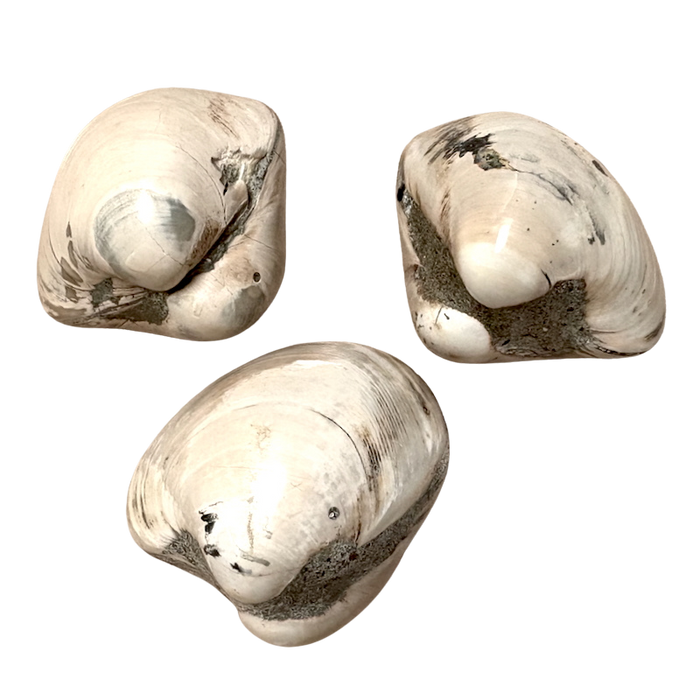Fossil Bivalve Mollusc (Morocco)