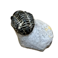 Fossil Trilobite Phacops (Devonian, Morocco)