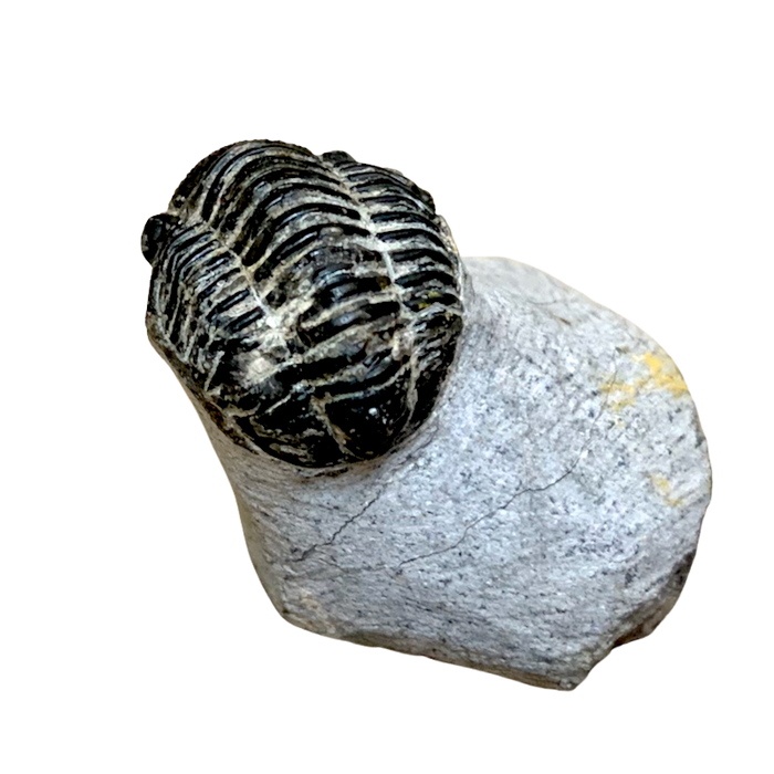 Fossil Trilobite Phacops (Devonian, Morocco)
