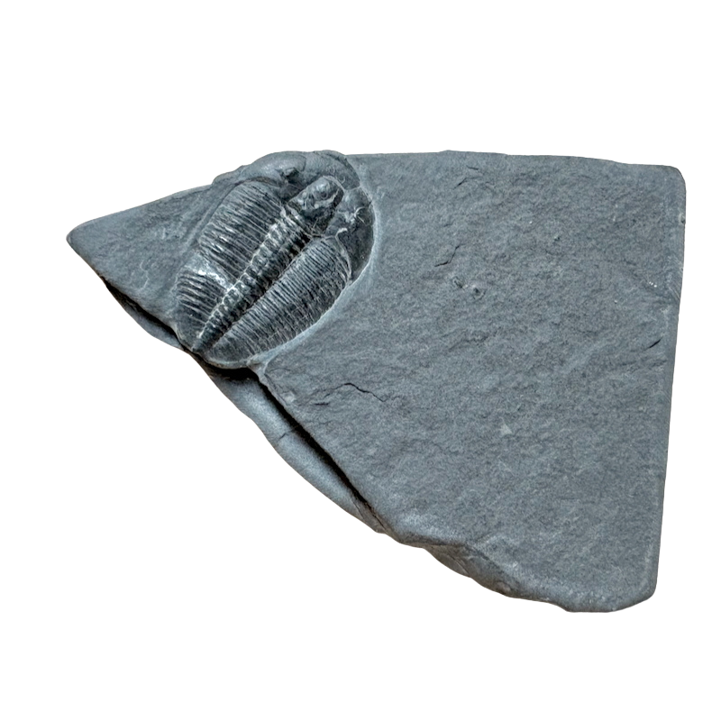 Fossil Trilobite Elrathia (Cambrian, Utah)