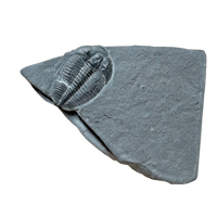 Fossil Trilobite Elrathia (Cambrian, Utah)