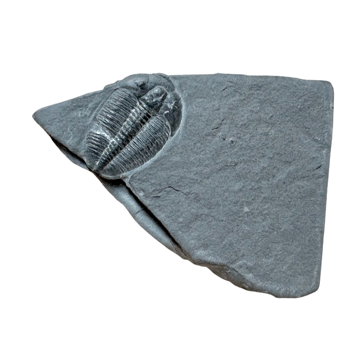 Fossil Trilobite Elrathia (Cambrian, Utah)