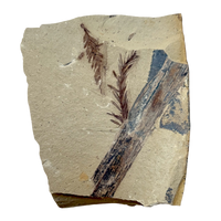 Fossil "Dawn Redwood" (Oligocene, Montana)