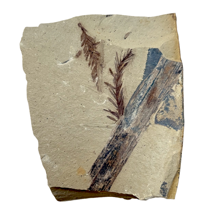 Fossil "Dawn Redwood" (Oligocene, Montana)