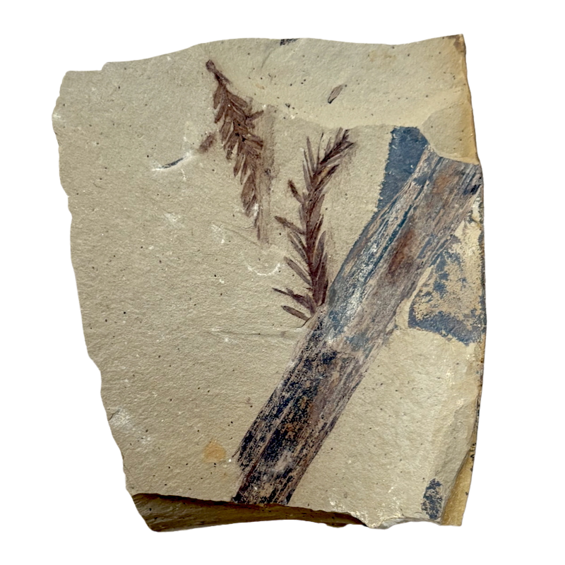 Fossil "Dawn Redwood" (Oligocene, Montana)