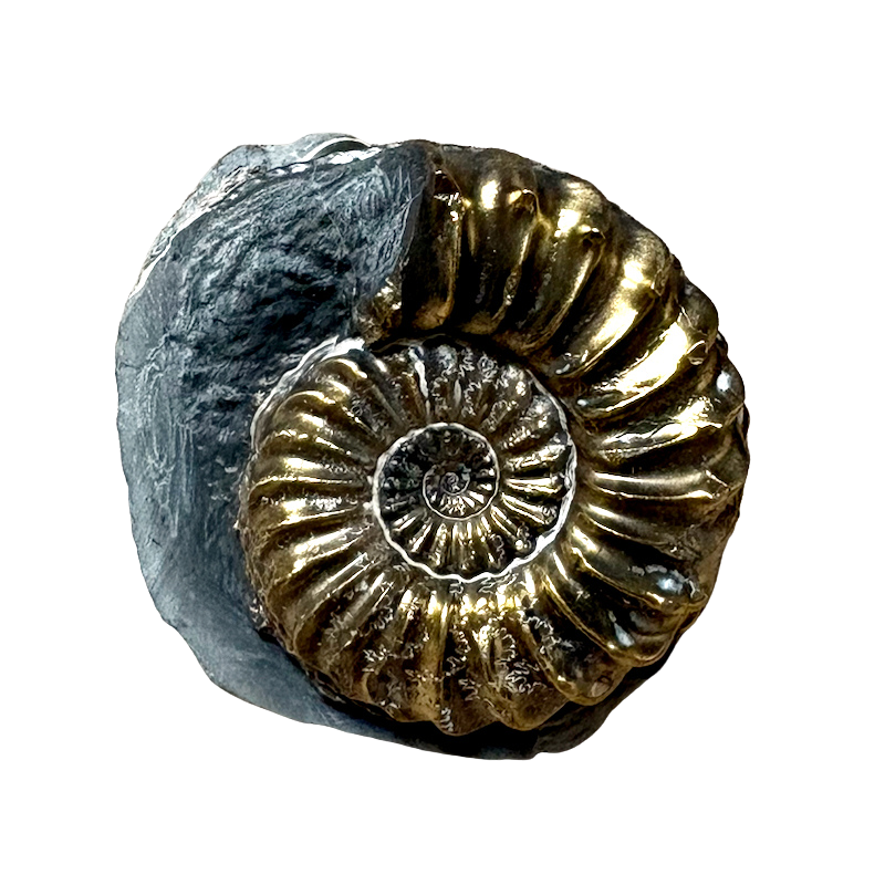 Ammonite, Pleuroceras (Jurassic, Germany)