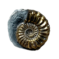 Ammonite, Pleuroceras (Jurassic, Germany)