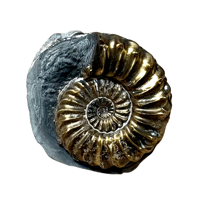Ammonite, Pleuroceras (Jurassic, Germany)